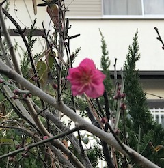 初梅
