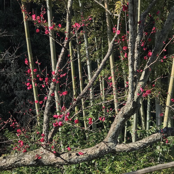 紅梅