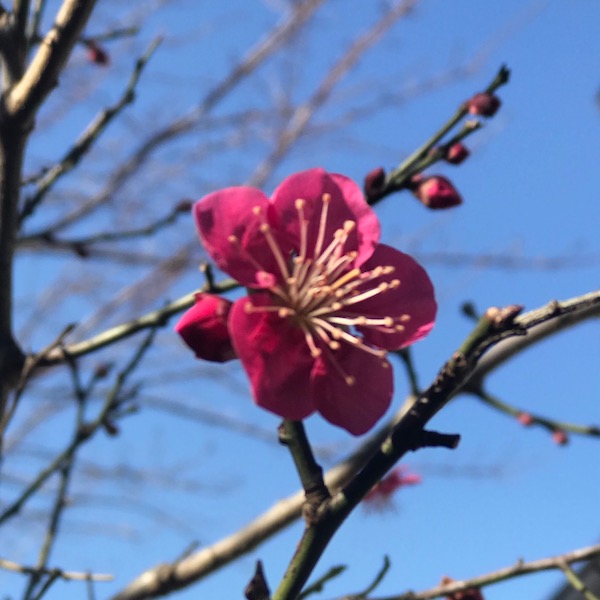 紅梅