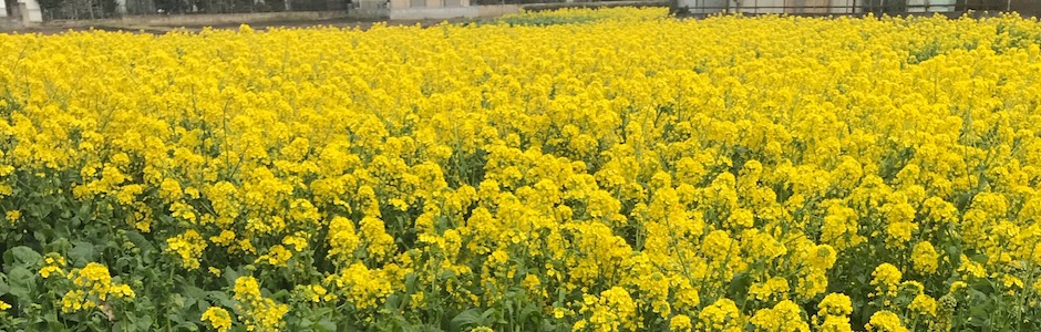 いちめんの菜の花