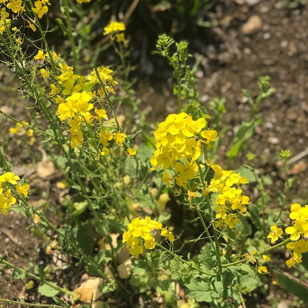 菜の花