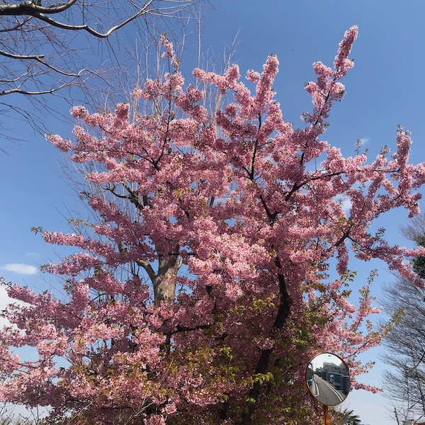 寒桜