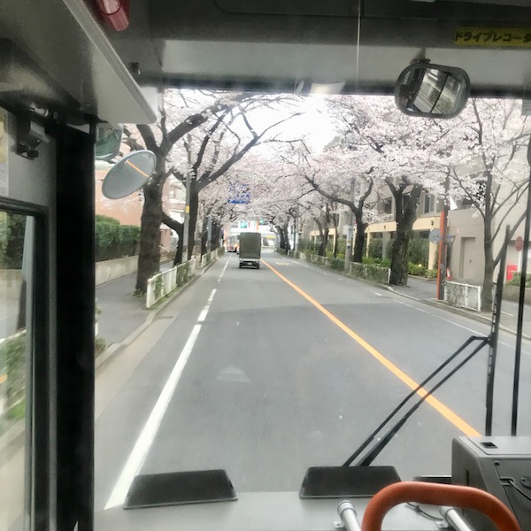 バスの車窓から見る桜並木