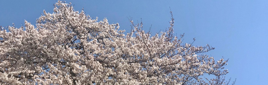 満開の桜