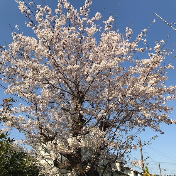 実家の桜