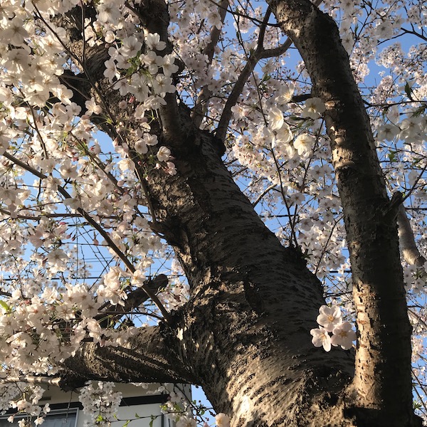 実家の桜