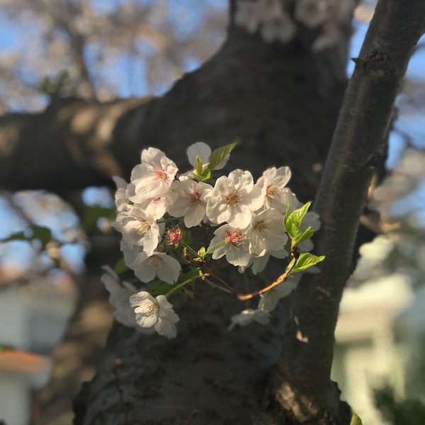 実家の桜