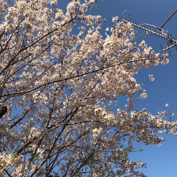 実家の桜