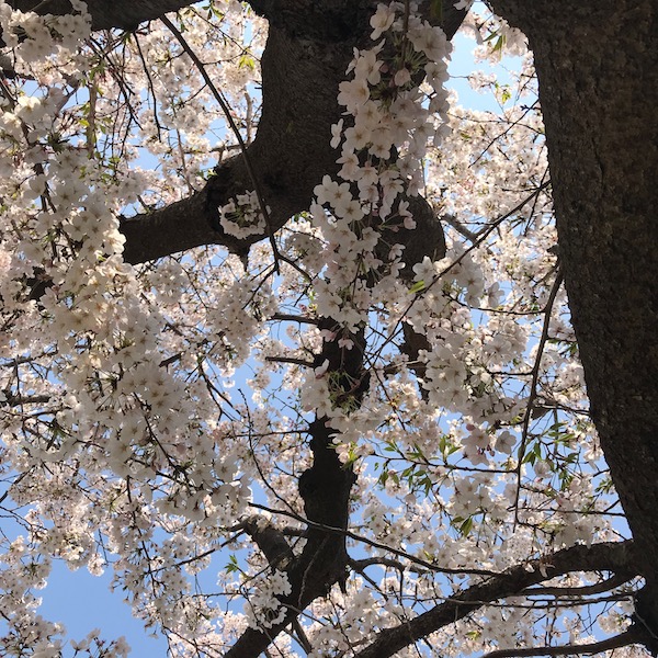 逗子市第一運動公園の桜