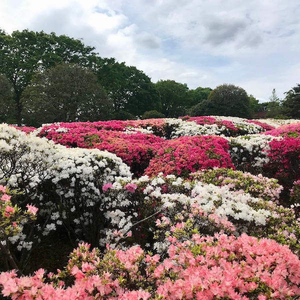 紅白のツツジ