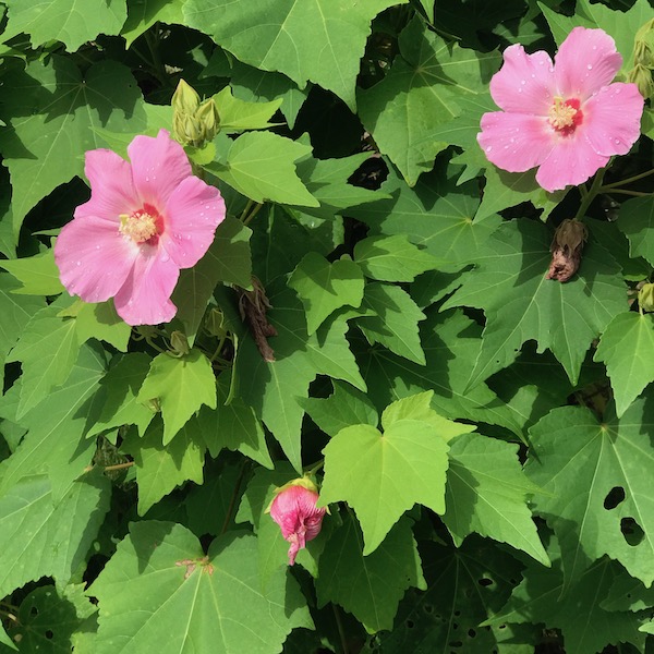 芙蓉