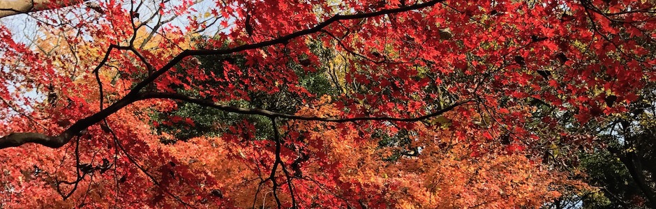 六義園の紅葉