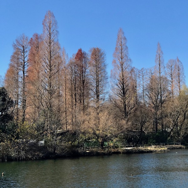井の頭公園の糸杉