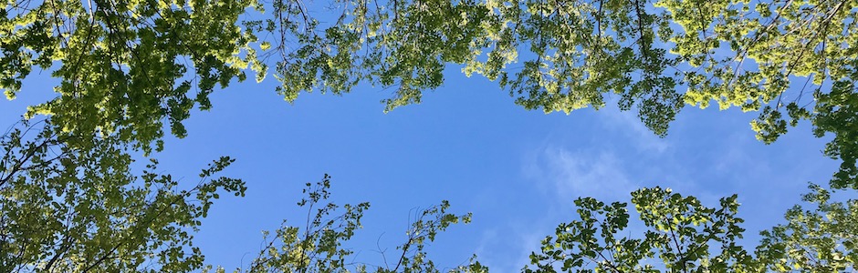 新緑と青空