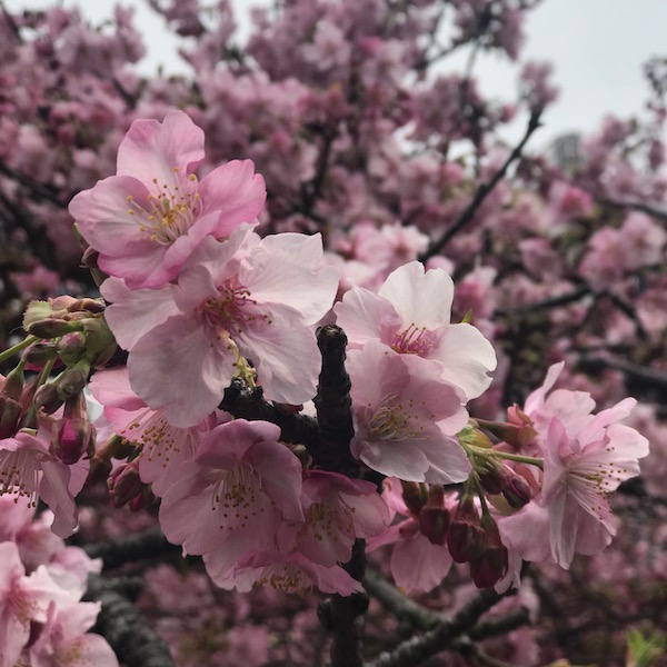 河津桜