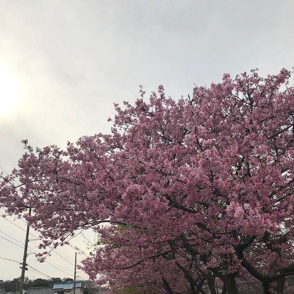 河津桜