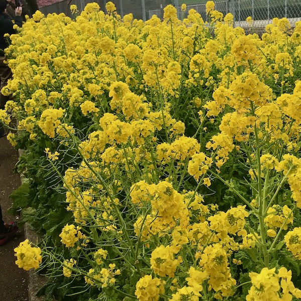 菜の花