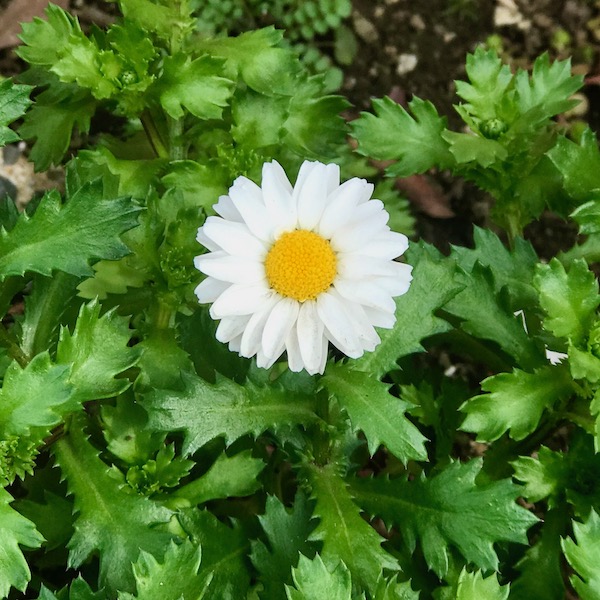 雛菊