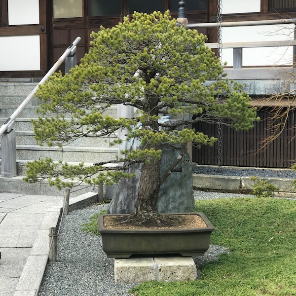 報国寺、松の盆栽