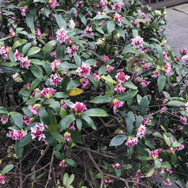 沈丁花