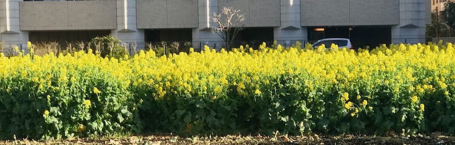 いちめんのなのはな