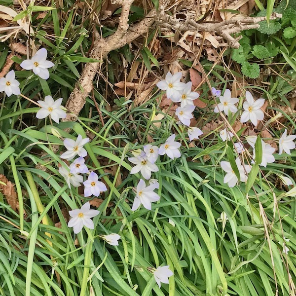 道端の花