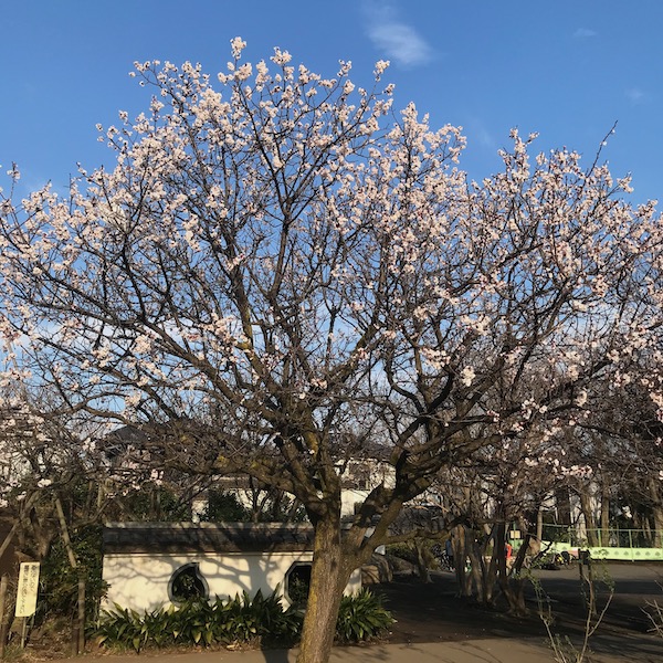 杏の木