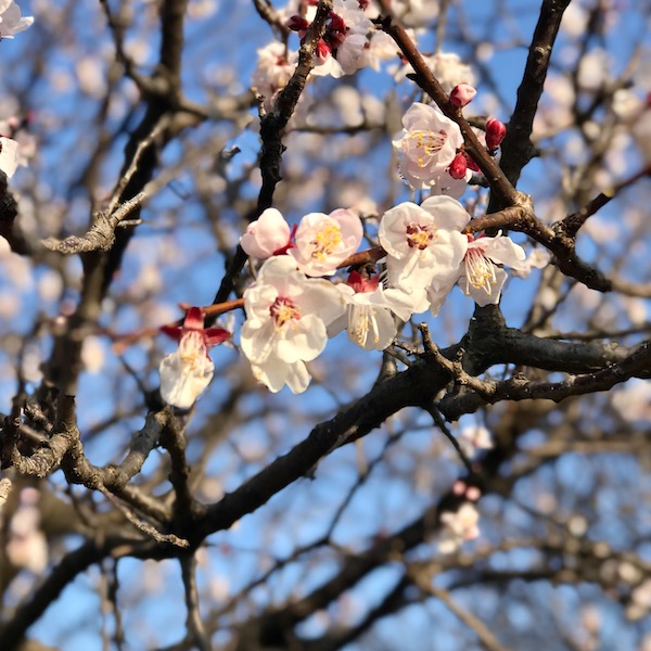杏の花