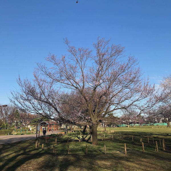 桜の木
