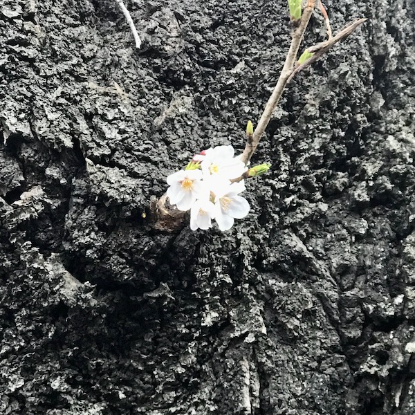 開花したばかりの桜