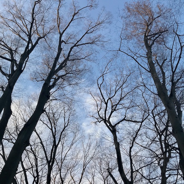 見上げたけやき並木