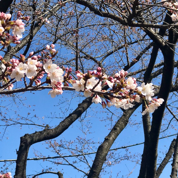 桜の開花