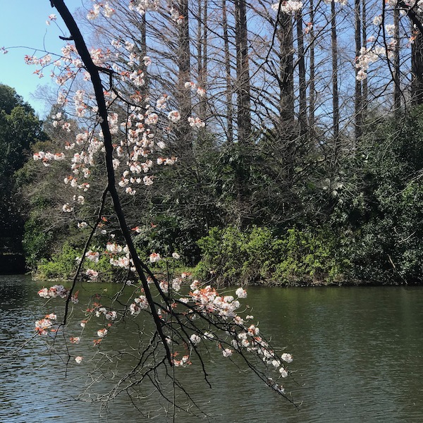 公園の枝垂れ桜