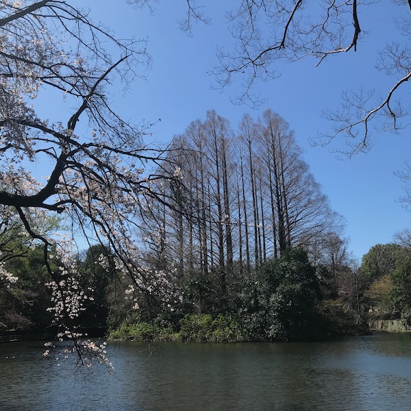 冬の杉の木と開花した枝垂れ桜