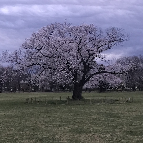 夜明けの桜