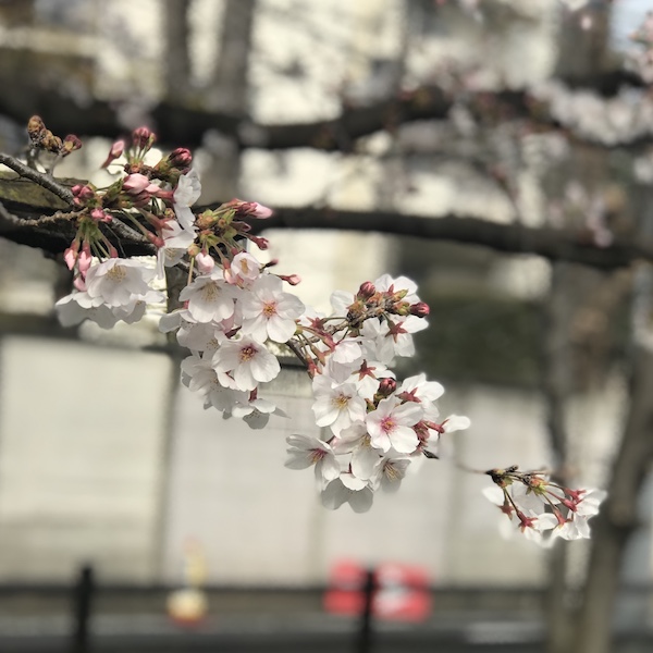 桜花接写