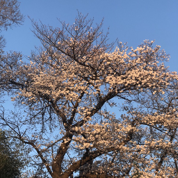 朝の桜