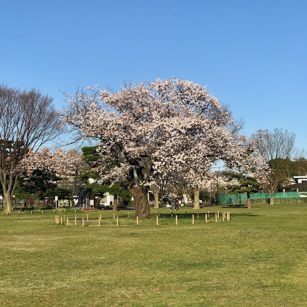 公園の桜、朝