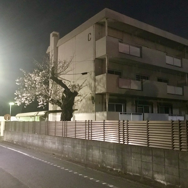 官舎の脇の桜