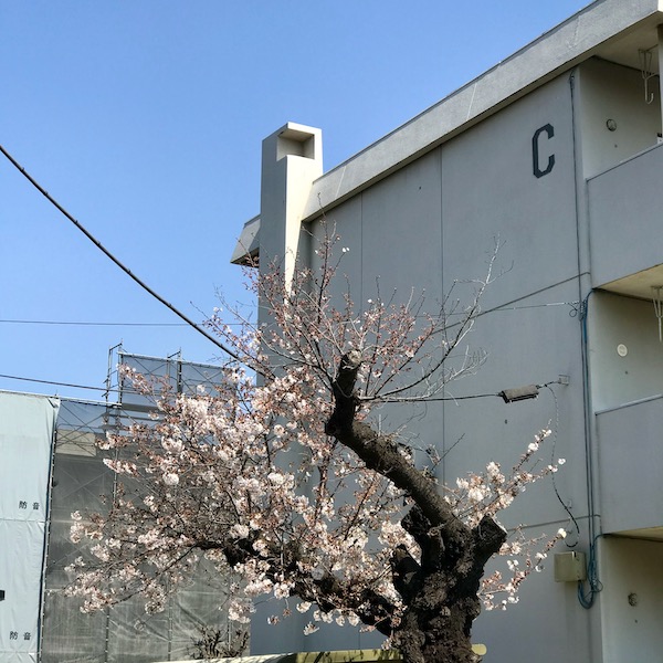 社宅の桜