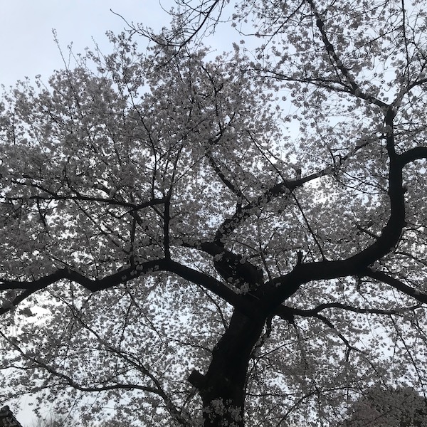 桜の大木