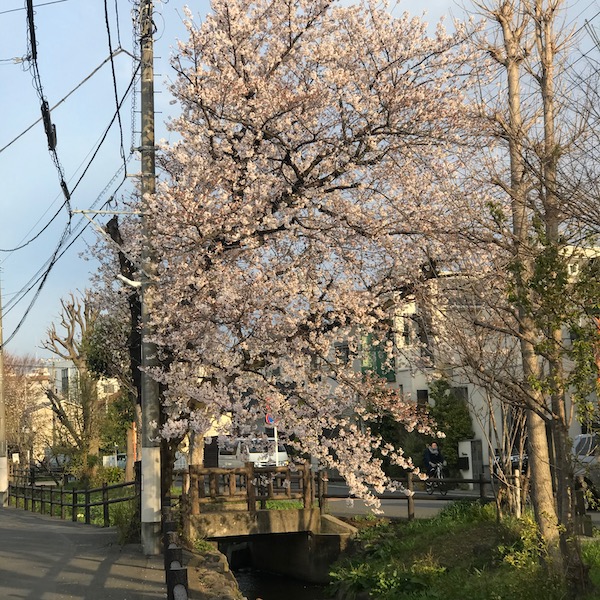 上水沿いの桜