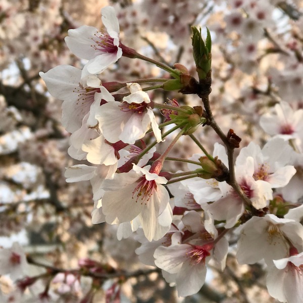 桜 接写 1