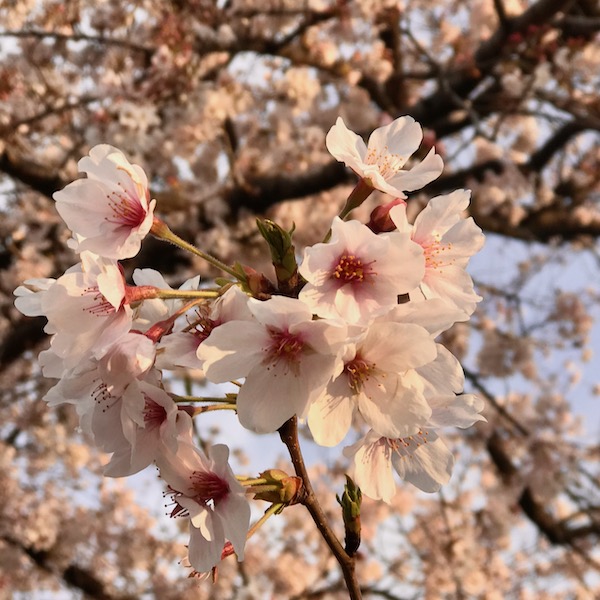 桜 接写 2