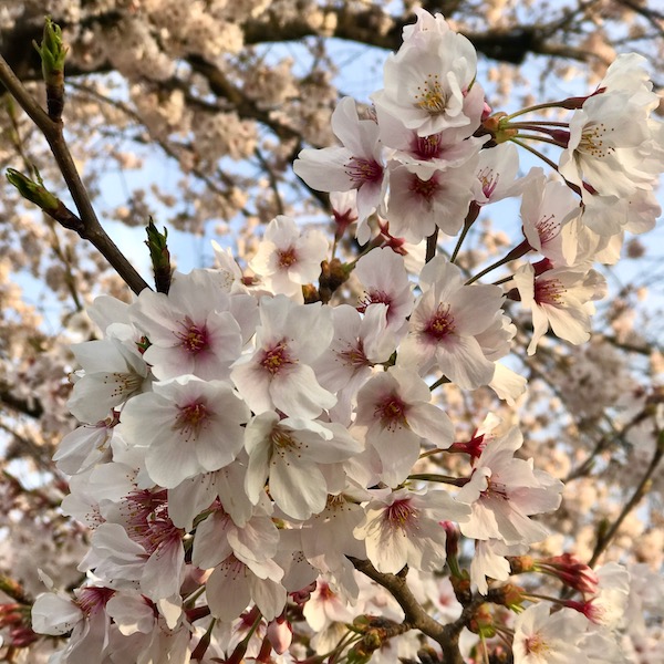 桜 接写 3