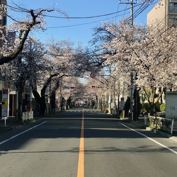 桜並木
