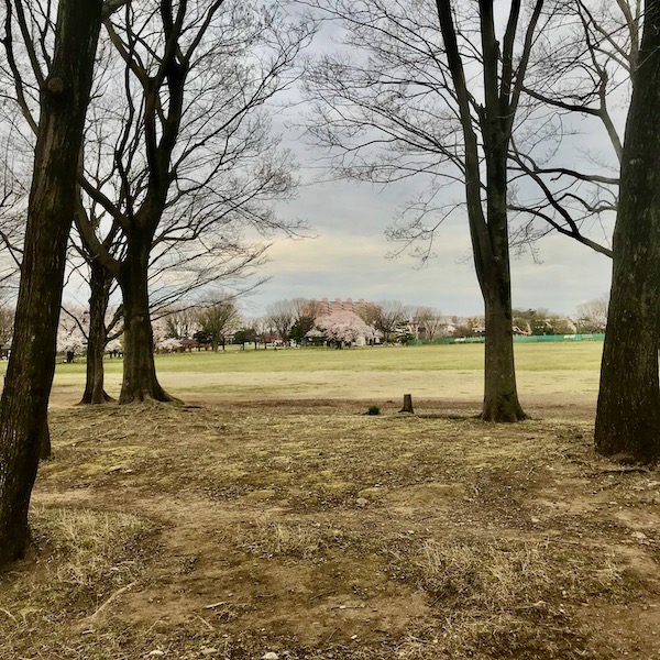 公園の桜、遠景
