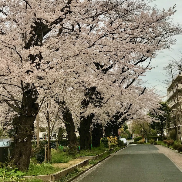 団地の桜