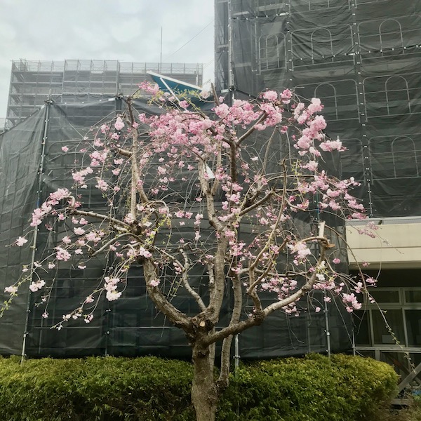 市長が植樹した枝垂れ桜