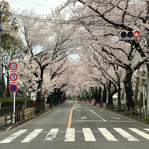 桜並木
